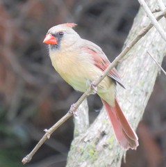 Cardinalis cardinalis