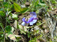 Lathyrus laxiflorus