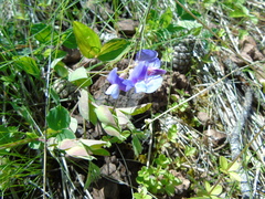 Lathyrus laxiflorus