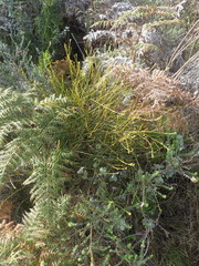 Thesium spicatum