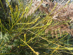 Thesium spicatum
