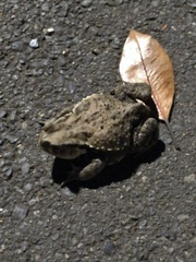 Bufo formosus