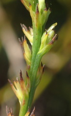 Thesium spicatum