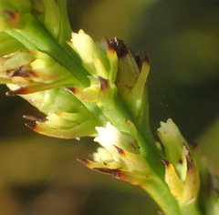 Thesium spicatum