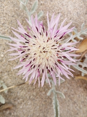 Centaurea pumilio