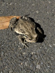 Bufo formosus