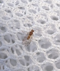 Homilopsocidea