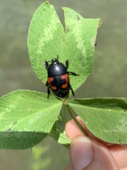Hister quadrimaculatus