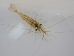Palaemon elegans