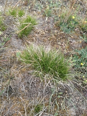 Carex humilis