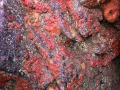 Dendrodoa grossularia