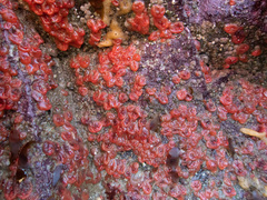 Dendrodoa grossularia