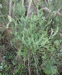 Struthiola dodecandra