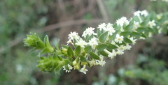 Struthiola dodecandra