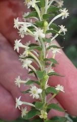 Struthiola dodecandra