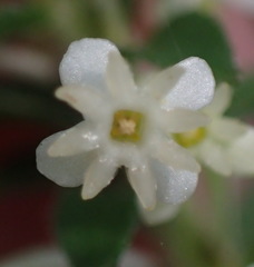 Struthiola dodecandra