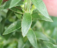 Struthiola dodecandra