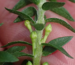 Struthiola dodecandra