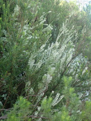 Struthiola dodecandra