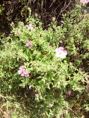 Cistus creticus creticus