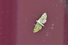 Eupithecia pygmaeata