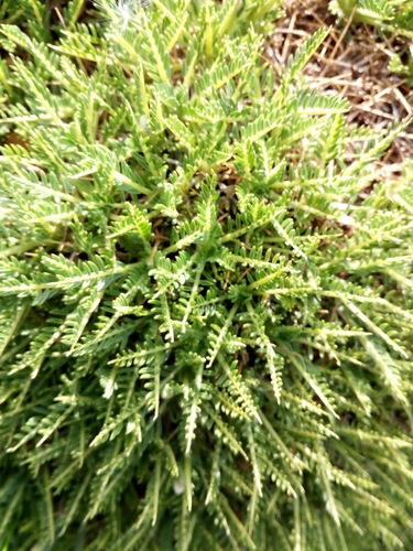 Image of Astragalus angustifolius by no rights reserved