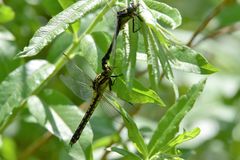 Nihonogomphus ruptus