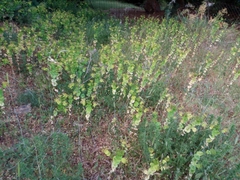 Smyrnium perfoliatum rotundifolium