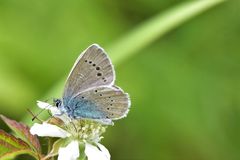Glaucopsyche lycormas