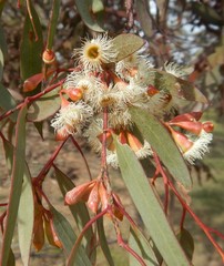Eucalyptus calycogona