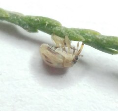 Allomalia quadrivirgata