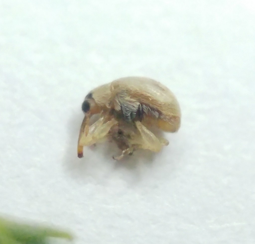 Allomalia