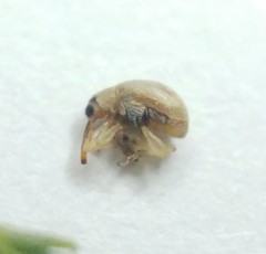 Allomalia quadrivirgata