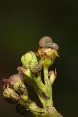 Cionus scrophulariae