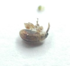 Allomalia quadrivirgata