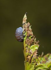 Cionus scrophulariae