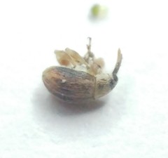 Allomalia quadrivirgata