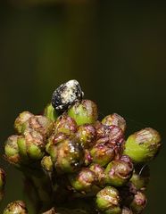 Cionus scrophulariae