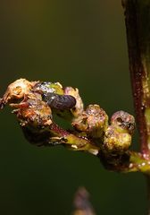 Cionus scrophulariae