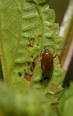 Cionus scrophulariae