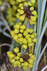 Lomandra multiflora multiflora