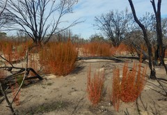 Gyrostemon australasicus