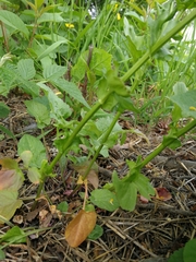 Barbarea vulgaris