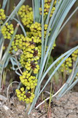 Lomandra multiflora multiflora