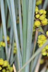 Lomandra multiflora multiflora