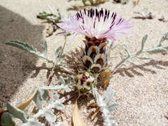 Centaurea pumilio