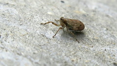 Issus coleoptratus