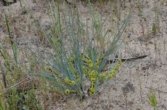 Lomandra multiflora multiflora