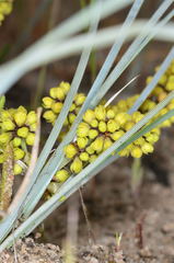 Lomandra multiflora multiflora