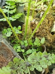 Dennstaedtia davallioides